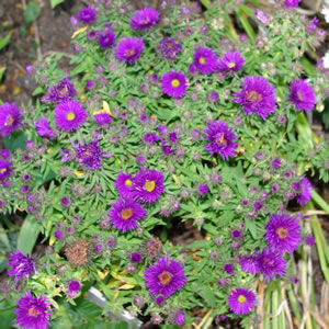 Aster novae-angliae Purple Dome